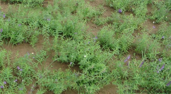 黃芩種子發(fā)芽出苗開花圖片