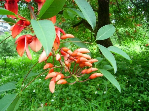 雞冠刺桐種子發(fā)芽出苗開花圖片