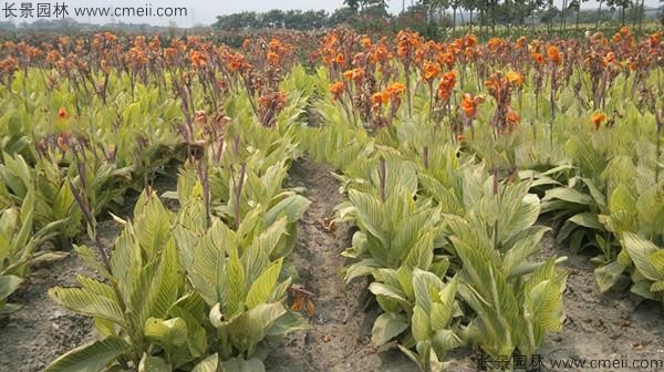 美人蕉種子發(fā)芽出苗開花圖片