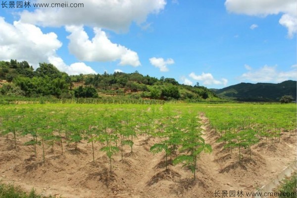 辣木樹(shù)種子發(fā)芽出苗圖片