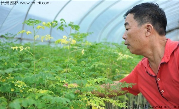 辣木樹(shù)種子發(fā)芽出苗圖片