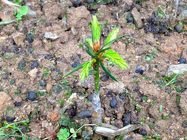 香榧種子發(fā)芽出苗圖片