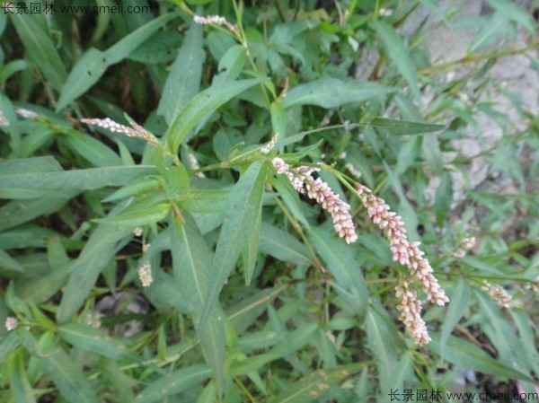 水紅花種子發(fā)芽出苗開花圖片