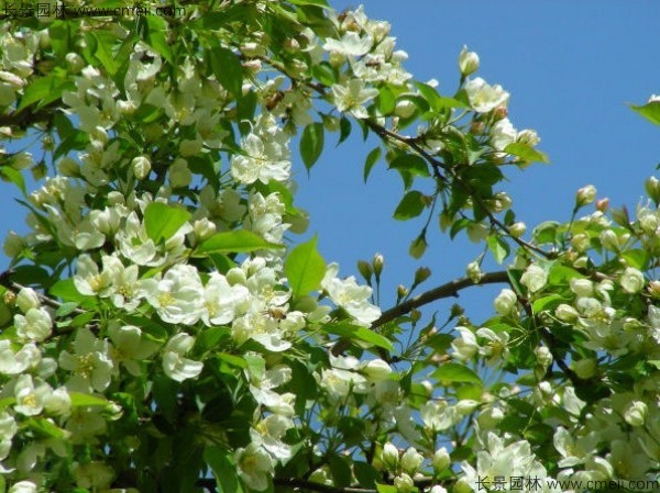 山丁子開(kāi)花圖片