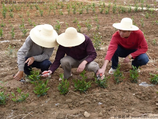 茶樹(shù)種子發(fā)芽出苗圖片