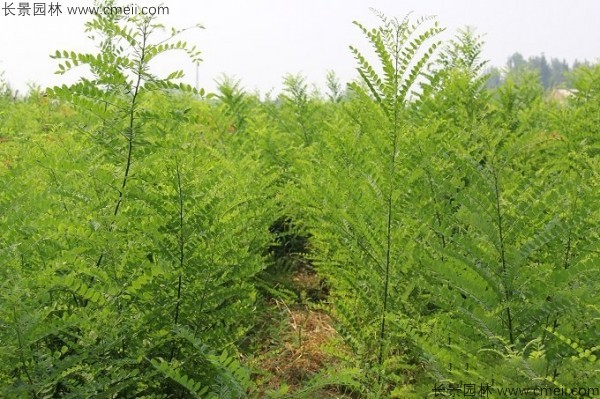 國槐種子發(fā)芽出苗圖片