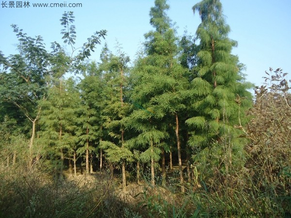 池杉種子發(fā)芽出苗圖片