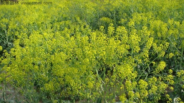 板藍根種子發(fā)芽出苗開花圖片