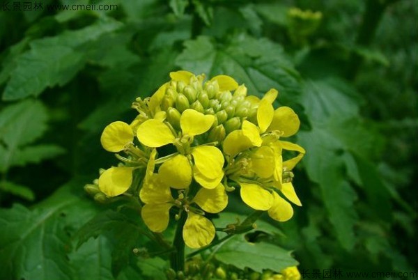 白芥子種子發(fā)芽出苗開(kāi)花圖片