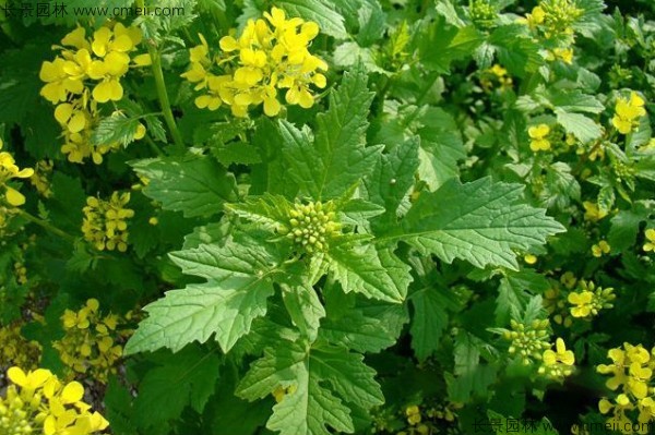 白芥子種子發(fā)芽出苗開(kāi)花圖片