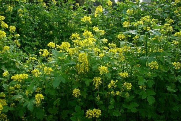 白芥子種子發(fā)芽出苗開(kāi)花圖片