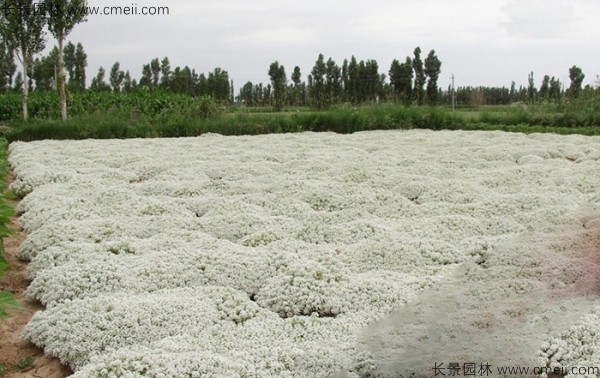 香雪球種子發(fā)芽出苗開花圖片