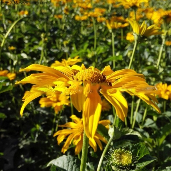 日光菊種子發(fā)芽出苗開花圖片