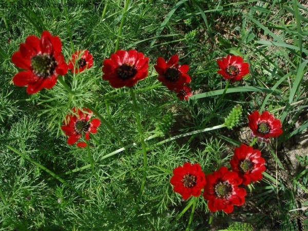 福壽花種子發(fā)芽出苗開花圖片