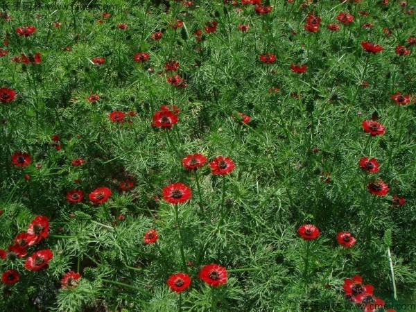 福壽花種子發(fā)芽出苗開花圖片