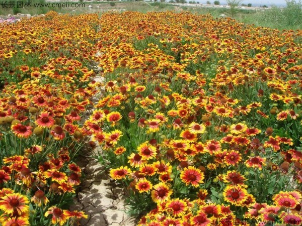 天人菊種子發(fā)芽出苗開(kāi)花圖片