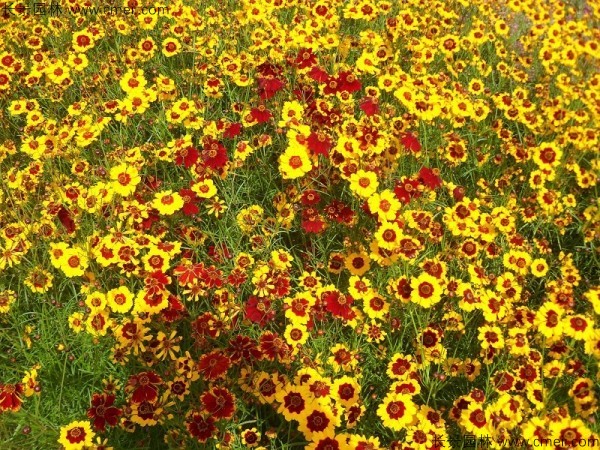 金雞菊種子發(fā)芽出苗開花圖片