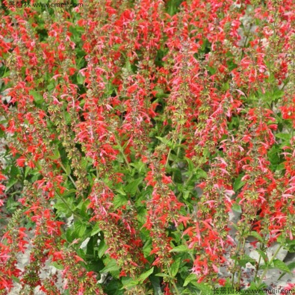 一串紅種子發(fā)芽出苗開花圖片