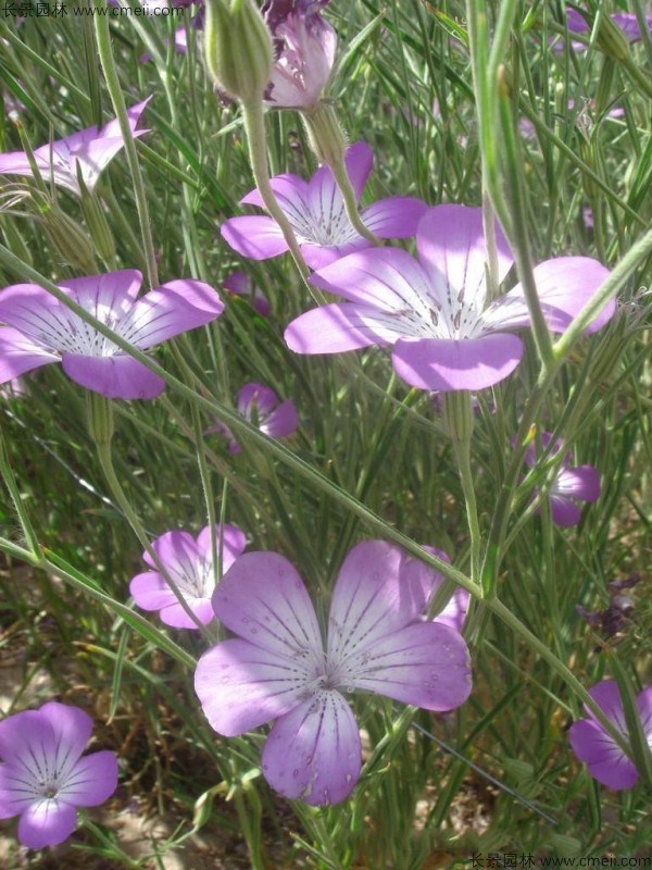 麥仙翁種子發(fā)芽出苗開(kāi)花圖片