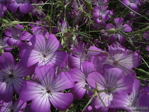 麥仙翁種子發(fā)芽出苗開(kāi)花圖片