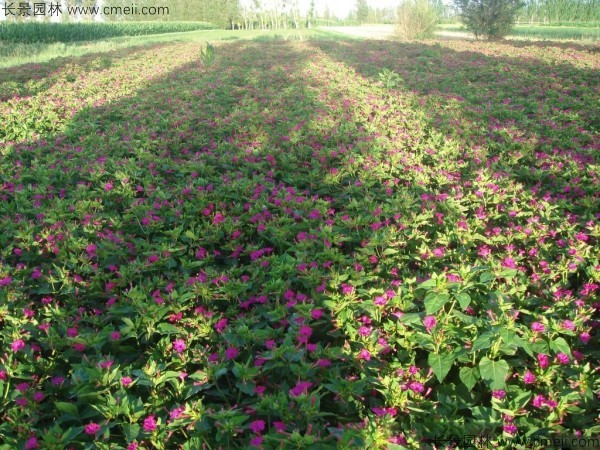 紫茉莉種子發(fā)芽出苗開花圖片