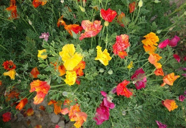 花菱草種子發(fā)芽出苗開(kāi)花圖片