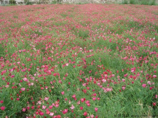 花菱草種子發(fā)芽出苗開(kāi)花圖片