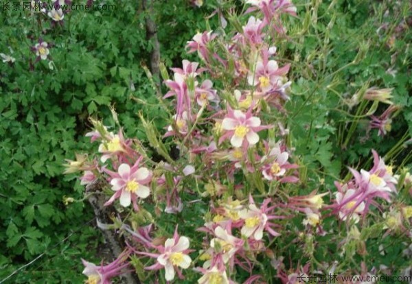 大花耬斗菜種子發(fā)芽出苗開花圖片