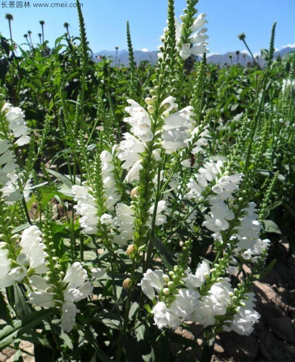 假龍頭種子發(fā)芽出苗開(kāi)花圖片