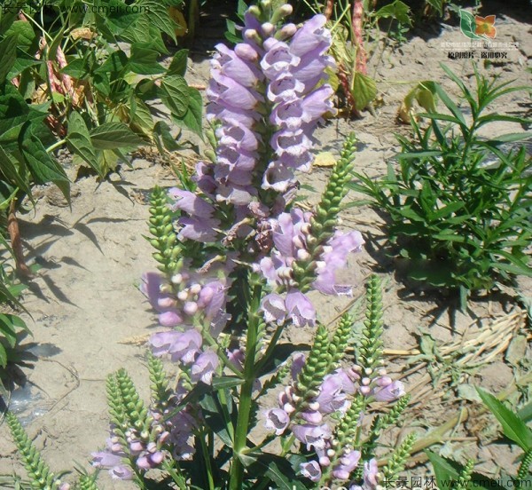 假龍頭種子發(fā)芽出苗開(kāi)花圖片