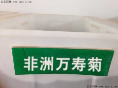 非洲萬壽菊種子