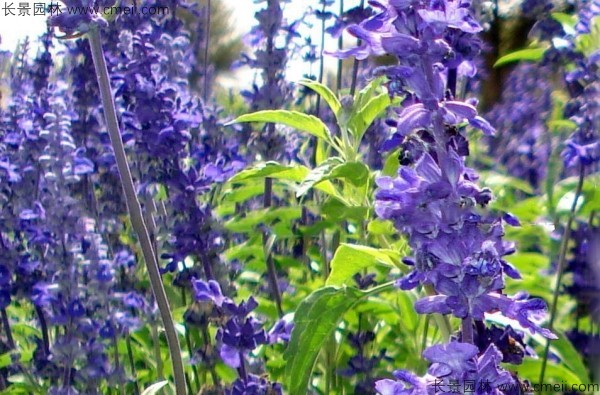 藍花鼠尾草種子發(fā)芽出苗開花圖片