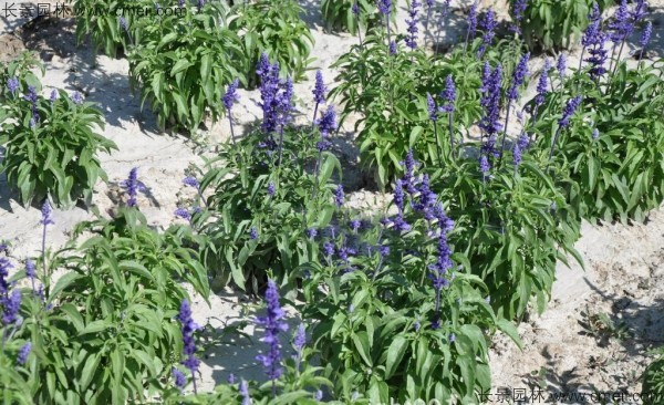 藍花鼠尾草種子發(fā)芽出苗開花圖片