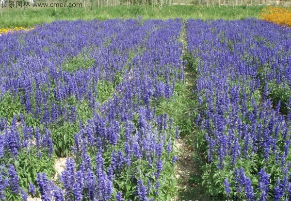 藍花鼠尾草種子發(fā)芽出苗開花圖片