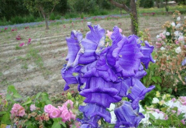 風鈴花種子發(fā)芽出苗開花圖片