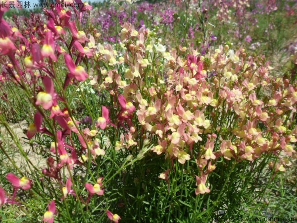 柳穿魚種子發(fā)芽出苗開花圖片