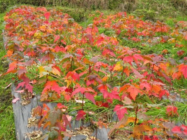 美國(guó)紅楓種子發(fā)芽出苗圖片