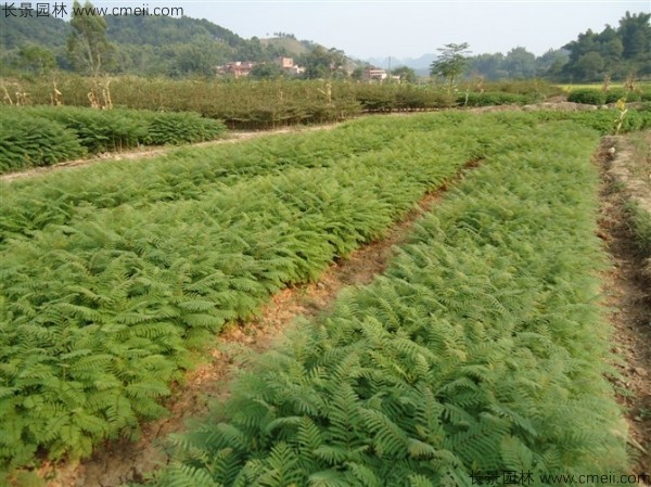 紅花楹種子發(fā)芽出苗圖片