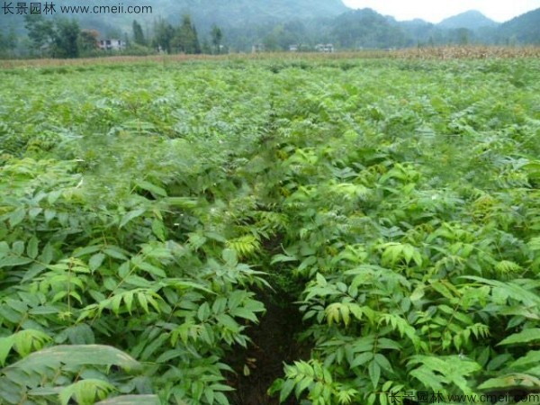 黃菠蘿種子發(fā)芽出苗圖片