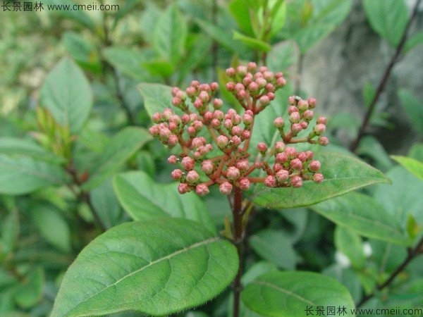 莢蒾種子發(fā)芽出苗圖片