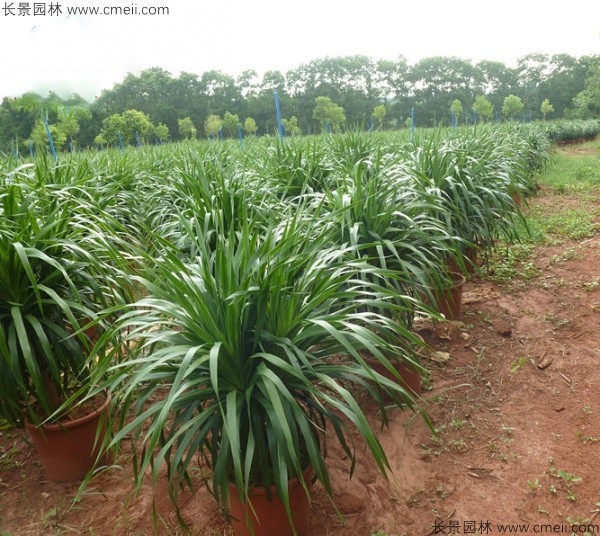 龍血樹(shù)種子發(fā)芽出苗圖片