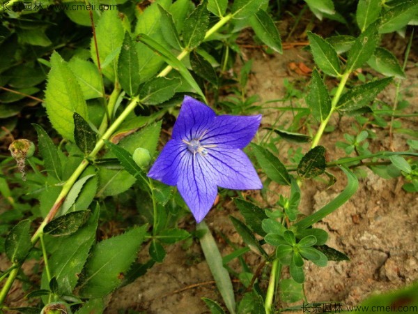 鈴鐺花種子發(fā)芽出苗開花圖片