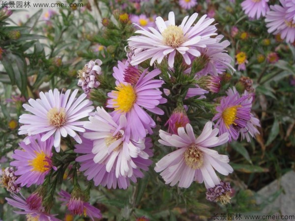 荷蘭菊種子發(fā)芽出苗開(kāi)花圖片