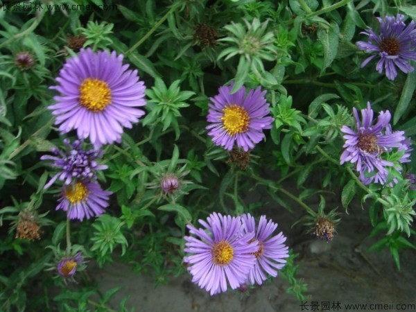 荷蘭菊種子發(fā)芽出苗開(kāi)花圖片