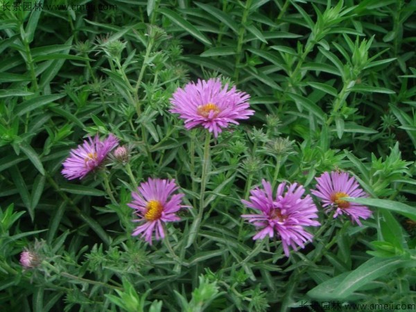 荷蘭菊種子發(fā)芽出苗開(kāi)花圖片