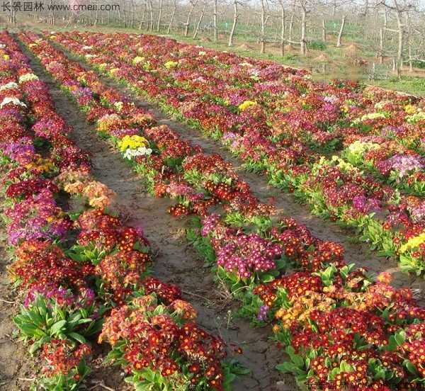 報春花種子發(fā)芽出苗開花圖片