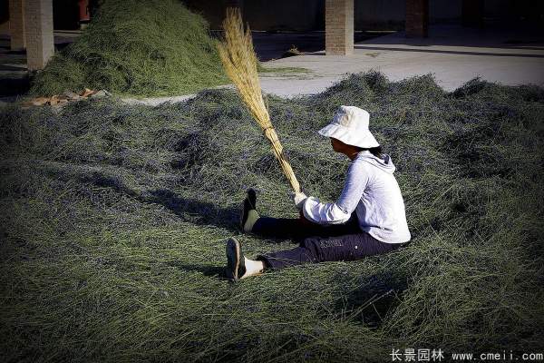 薰衣草種子發(fā)芽出苗開(kāi)花圖片