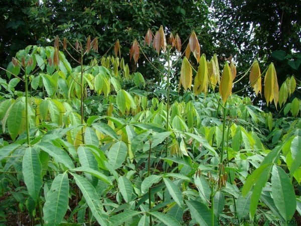 橡膠樹(shù)種子發(fā)芽出苗圖片