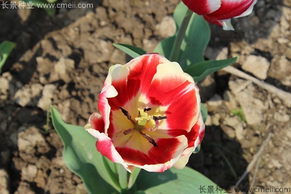 郁金香開(kāi)花圖片