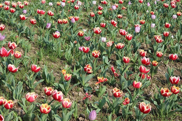 郁金香開(kāi)花圖片